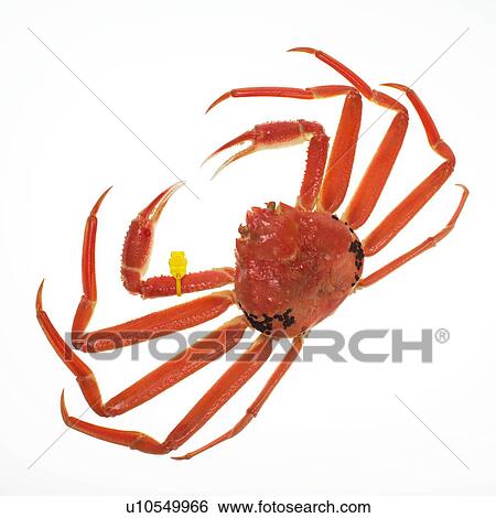 Stock Photograph - Snow crab. Fotosearch