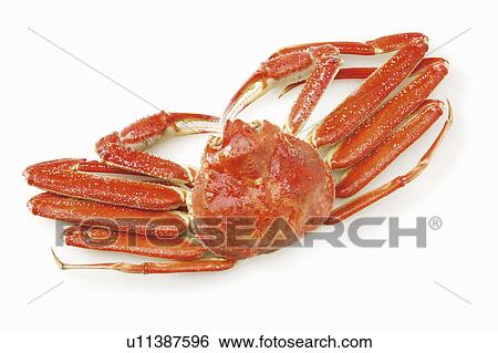 Stock Photograph - Snow crab. Fotosearch