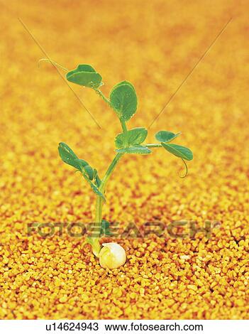 Stock Image - Snow pea sprout. Fotosearch