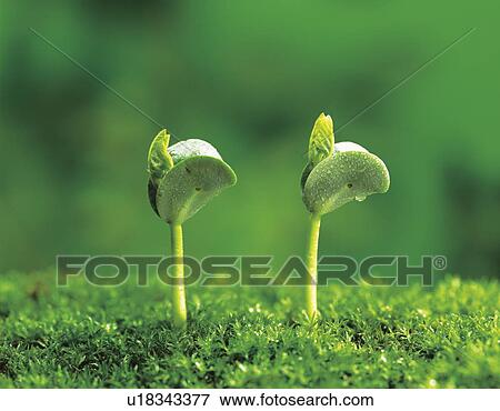 Stock Photo - Snow pea sprouts. Fotosearch