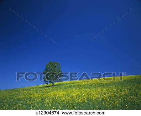 Solitary tree in a field of rapeseed. Biei-machi, Hokkaido, Japan View Large Photo Image Picture - Solitary tree in a field of rapeseed. Biei-machi, Hokkaido, Japan. Fotosearch