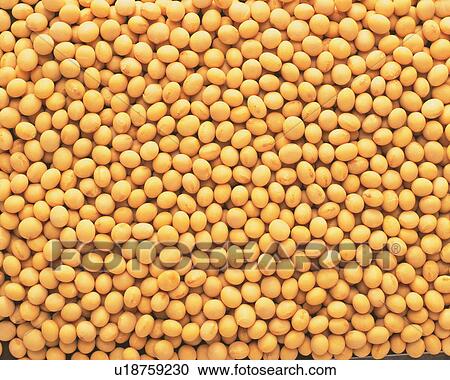 Stock Image - Soybeans. Fotosearch