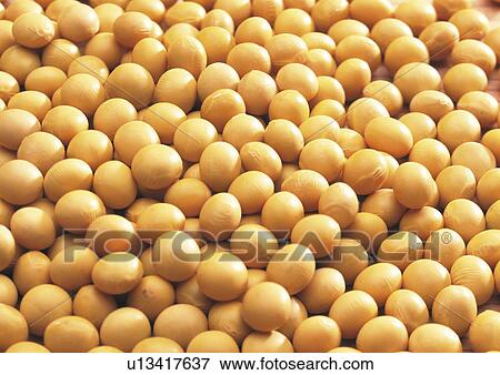Stock Photo - Soybeans. Fotosearch
