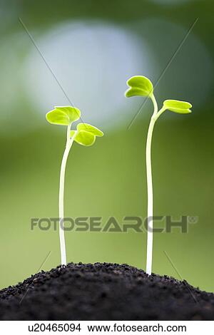 Sprouts growing out of the soil View Large Photo Image Picture - Sprouts growing out of the soil. Fotosearch