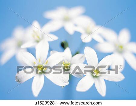 Stock Image - Star of Bethlehem flowers. Fotosearch