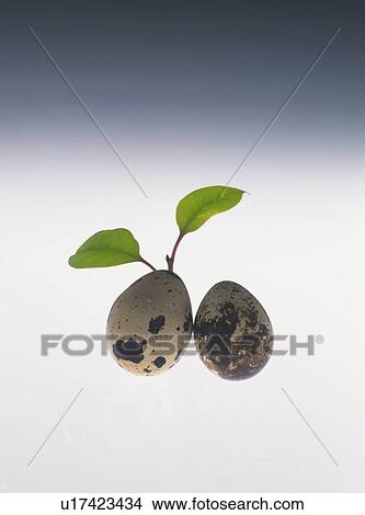 Picture - Studio shot of eggs sprouting leaves. Fotosearch