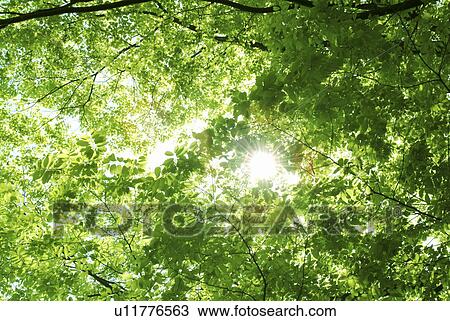 Stock Image - Sun shining through tree branches, Fushimi, Kyoto Prefecture, Japan. Fotosearch