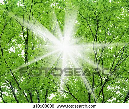 Sun shining through trees View Large Photo Image Stock Photo - Sun shining through trees. Fotosearch