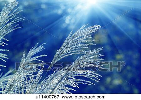 Stock Photo - Sunbeams over pampas grass. Fotosearch