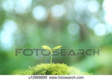 Stock Photo - Sunbeams shining on a sprout, Shiga Prefecture, Japan. Fotosearch