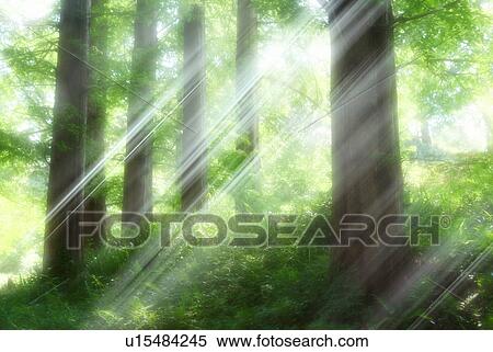 Sunbeams shining through trees in a forest, Osaka, Japan View Large Photo Image Stock Photography - Sunbeams shining through trees in a forest, Osaka, Japan. Fotosearch