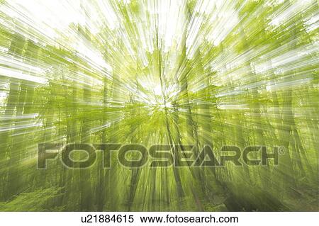 Stock Photography - Sunbeams shining through trees in forest. Fotosearch
