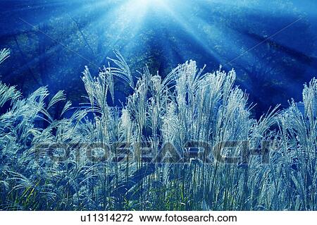 Sunbeams shining through trees onto Japanese pampas grass View Large Photo Image Stock Image - Sunbeams shining through trees onto Japanese pampas grass. Fotosearch