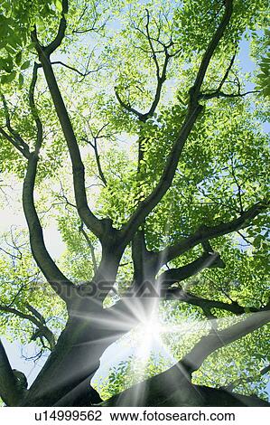 Sunbeams shining through trees View Large Photo Image Stock Image - Sunbeams shining through trees. Fotosearch