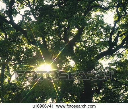 Stock Image - Sunbeams shining through trees. Fotosearch