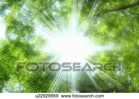 Sunbeams shining through trees View Large Photo Image Stock Photo - Sunbeams shining through trees. Fotosearch