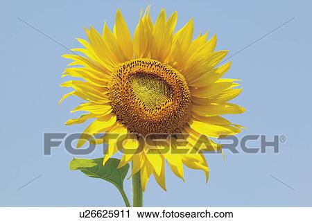 Sunflower against blue sky View Large Photo Image Stock Image - Sunflower against blue sky. Fotosearch