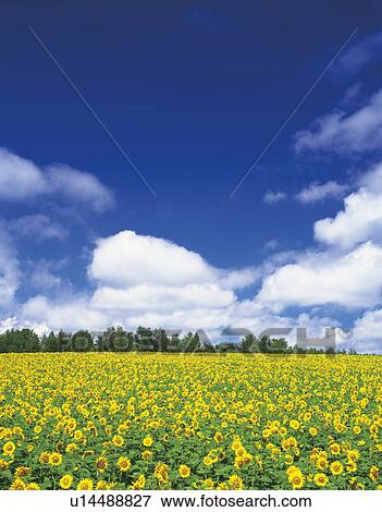 Stock Photo - Sunflower field. Hokkaido, Japan. Fotosearch