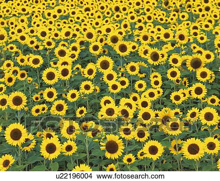 Sunflower field View Large Photo Image Picture - Sunflower field. Fotosearch