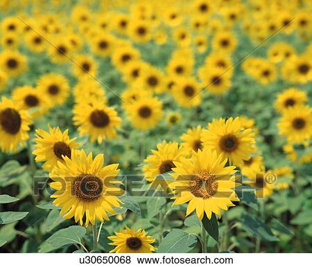 Stock Photo - Sunflower field. Fotosearch