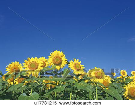 Stock Photography - Sunflower field. Fotosearch