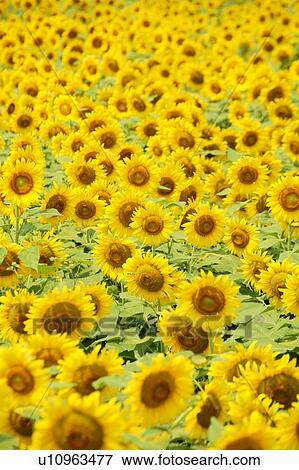 Stock Photo - Sunflower field, Zama, Kanagawa Prefecture, Japan. Fotosearch