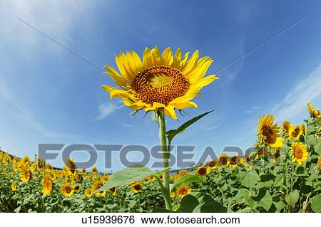 Sunflower field, Zama, Kanagawa Prefecture, Japan View Large Photo Image Stock Photograph - Sunflower field, Zama, Kanagawa Prefecture, Japan. Fotosearch