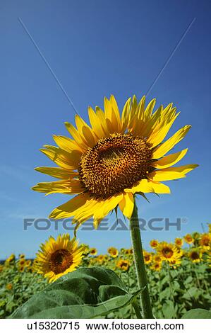 Sunflower field. Zama, Kanagawa Prefecture, Japan, View Large Photo Image Stock Photography - Sunflower field. Zama, Kanagawa Prefecture, Japan, . Fotosearch