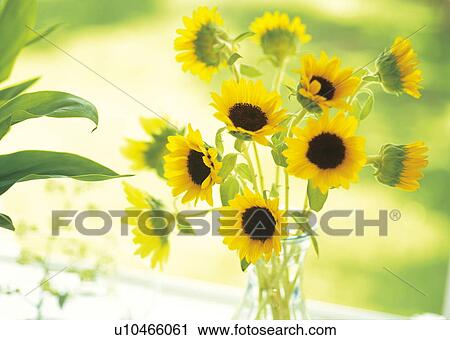 Sunflowers in a vase on a table outside View Large Photo Image Stock Image - Sunflowers in a vase on a table outside. Fotosearch
