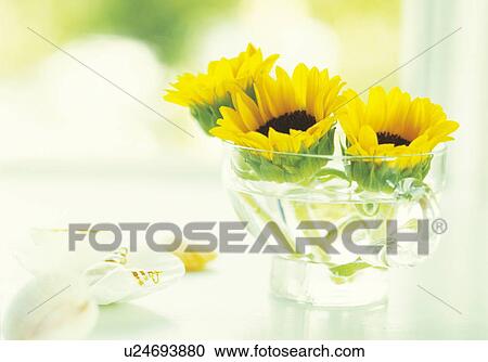 Sunflowers in vase View Large Photo Image Stock Image - Sunflowers in vase. Fotosearch