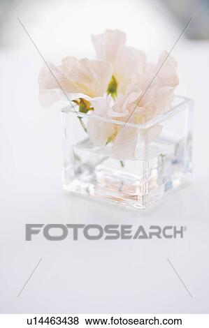 Stock Photo - Sweet pea blossoms in vase. Fotosearch