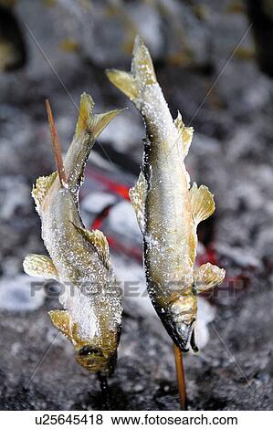 Sweetfish seasoned with salt grilling on skewers View Large Photo Image Stock Photo - Sweetfish seasoned with salt grilling on skewers. Fotosearch