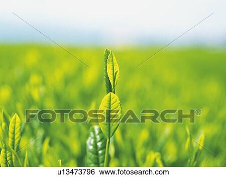 Stock Photograph - Tea garden . Fotosearch