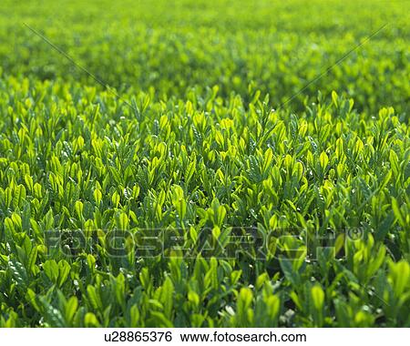 Tea garden View Large Photo Image Stock Photograph - Tea garden . Fotosearch