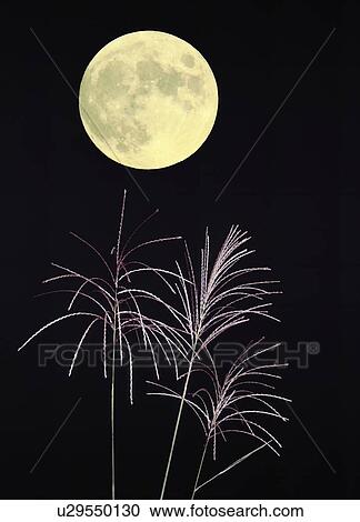 Stock Image - The moon and Japanese pampas grass. Fotosearch