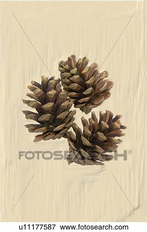 Three pine cones, colored background View Large Photo Image Stock Photo - Three pine cones, colored background. Fotosearch