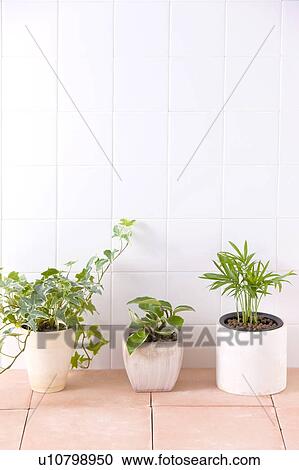 Three potted plants on floor View Large Photo Image Stock Image - Three potted plants on floor. Fotosearch