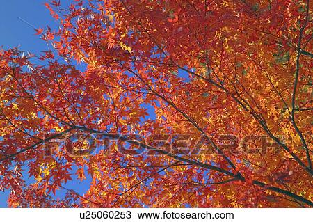 Tree during autumn View Large Photo Image Stock Image - Tree during autumn. Fotosearch