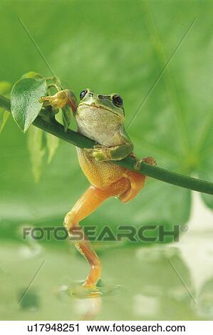 Tree Frog View Large Photo Image Stock Image - Tree Frog. Fotosearch