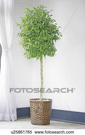 Stock Photography - Tree houseplant by a window. Fotosearch