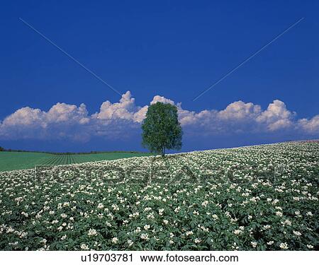 Stock Image - Tree in a field of white flowers. Fotosearch