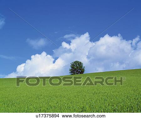 Picture - Tree in wheat field, Biei-machi, Hokkaido, Japan. Fotosearch