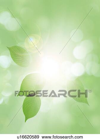 Stock Photo - Tree leaves. Fotosearch