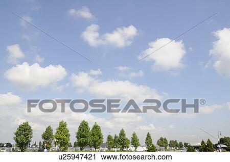 Stock Image - Tree-lined Street. Fotosearch