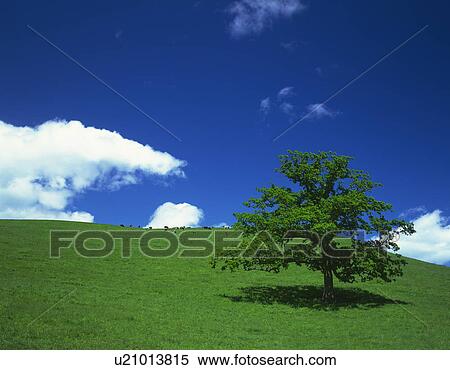 Stock Photography - Tree on a field, with cows grazing on a paddock in the background. Kamishihoro-machi, Hokkaido, Japan. Fotosearch