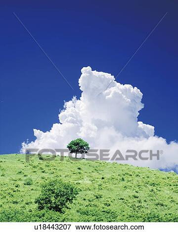 Stock Photo - Tree on top of a small hill, with a big cloud behind it. Iwate Prefecture, Japan. Fotosearch