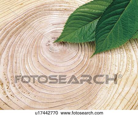 Tree rings and green leaves View Large Photo Image Stock Image - Tree rings and green leaves. Fotosearch