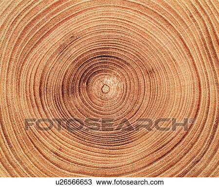 Tree rings View Large Photo Image Stock Image - Tree rings. Fotosearch