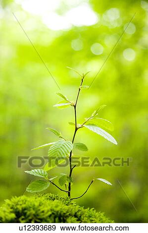 Tree sapling View Large Photo Image Stock Photo - Tree sapling. Fotosearch