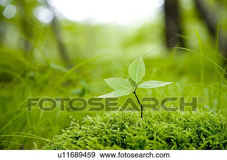 Tree seedling growing amongst moss and grass View Large Photo Image Stock Photo - Tree seedling growing amongst moss and grass. Fotosearch